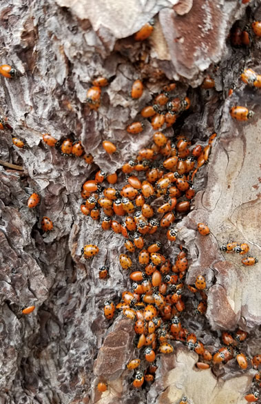 Ladybug colony on pine bark